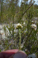 Stoebe capitata