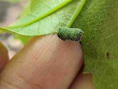 Homoeolabus analis