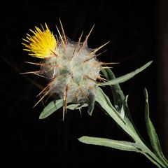 Centaurea eriophora