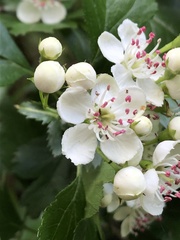 Crataegus monogyna