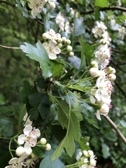 Crataegus monogyna