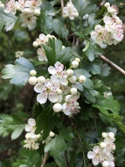Crataegus monogyna