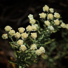 Achillea santolinoides