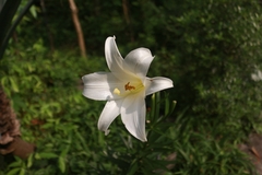 Lilium brownii