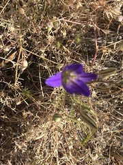 Brodiaea elegans
