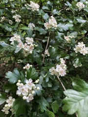 Crataegus monogyna