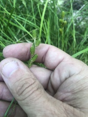 Carex tribuloides sangamonensis