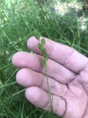 Carex tribuloides sangamonensis