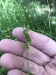 Carex tribuloides sangamonensis