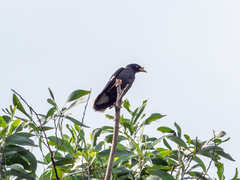 Acridotheres javanicus