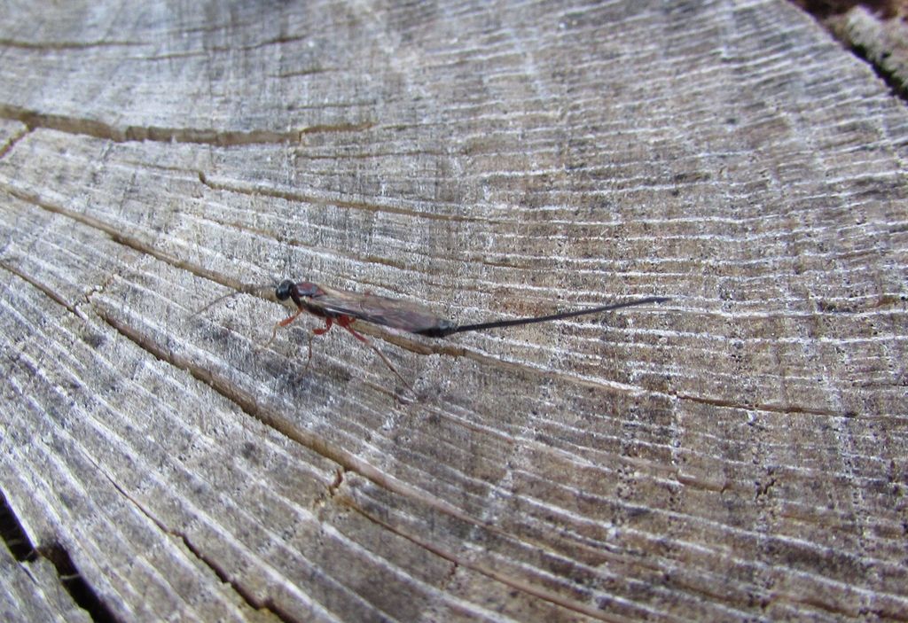 Dolichomitus lateralis