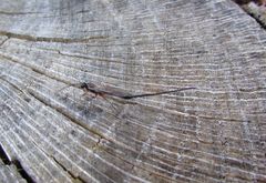 Dolichomitus lateralis