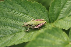 Epipodisma pedemontana