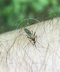 Aedes canadensis
