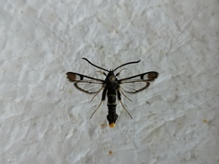 Synanthedon andrenaeformis