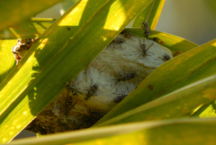 Protopolybia exigua