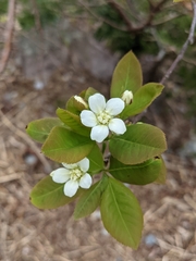 Amelanchier bartramiana