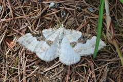 Xanthorhoe montanata