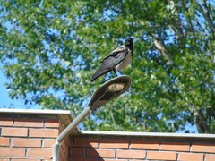 Corvus cornix