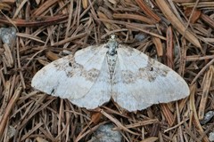 Xanthorhoe montanata