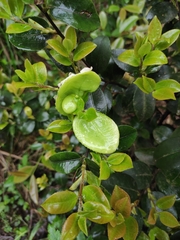 Camellia oleifera