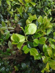 Camellia oleifera