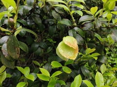 Camellia oleifera