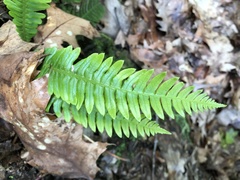 Struthiopteris spicant