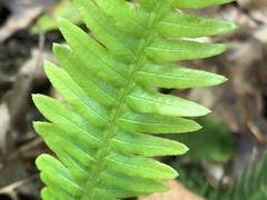 Struthiopteris spicant