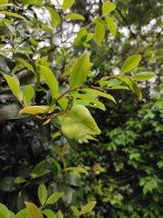Camellia oleifera
