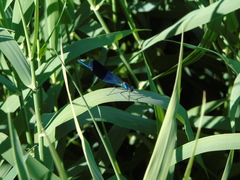 Calopteryx splendens