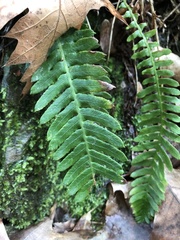 Struthiopteris spicant