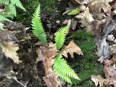Struthiopteris spicant