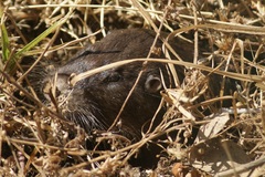 Cratogeomys merriami