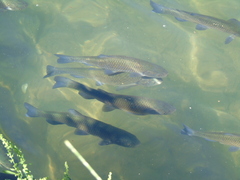 Squalius vardarensis