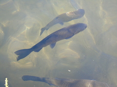 Squalius vardarensis