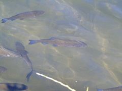 Squalius vardarensis