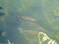 Squalius vardarensis