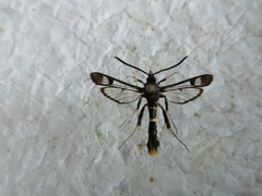 Synanthedon andrenaeformis