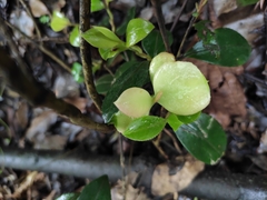 Camellia oleifera