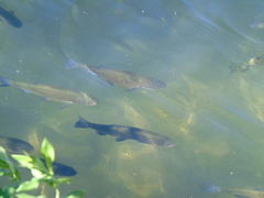 Squalius vardarensis