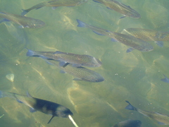 Squalius vardarensis