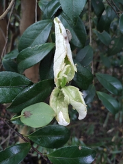 Camellia oleifera