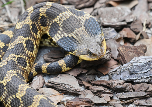 Eastern Hognose Snake