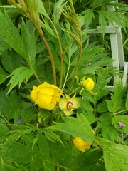 Paeonia ludlowii