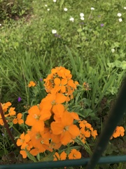 Erysimum × marshallii