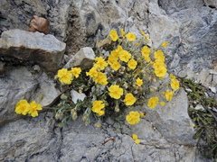 Helianthemum oelandicum