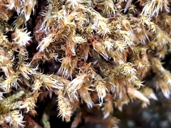 Hedwigia stellata