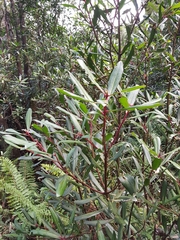 Tasmannia
