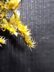 Hedwigia stellata